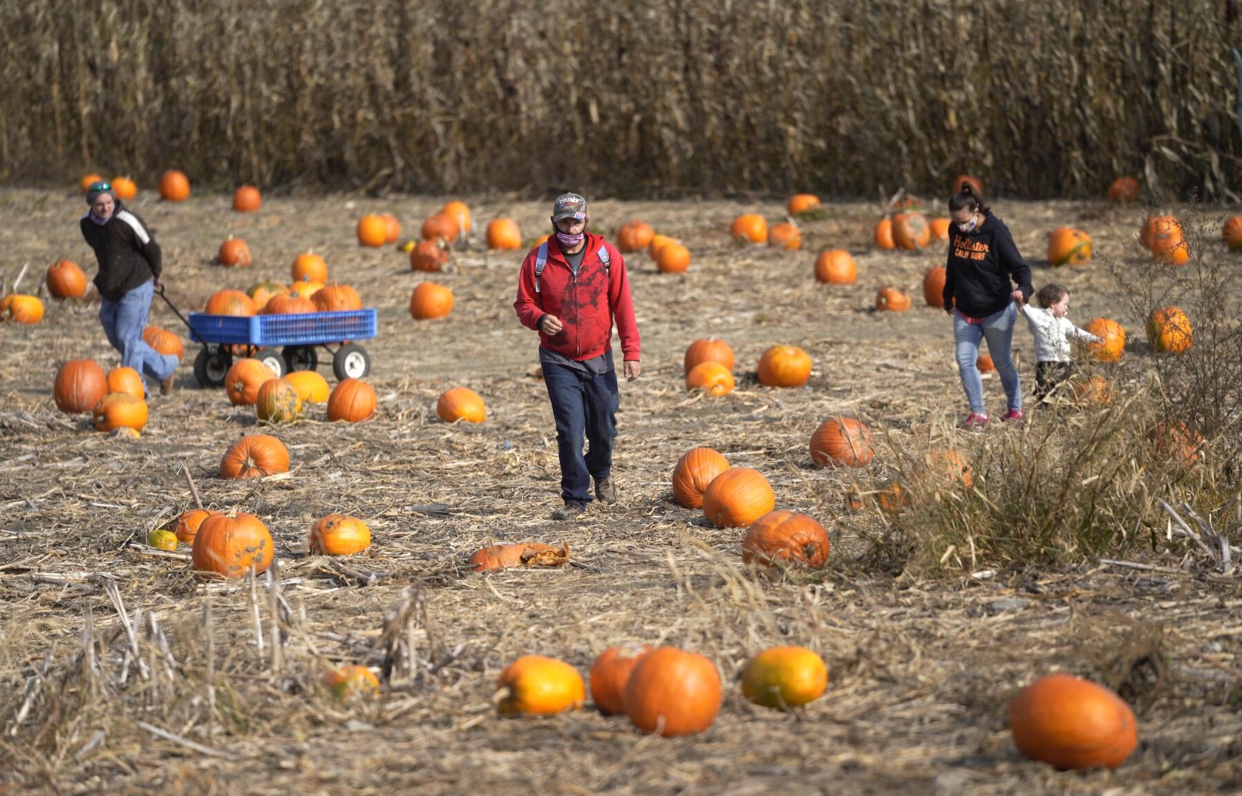People in a field of pumpkins